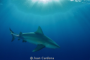 bull shark changing color ... by Juan Cardona 